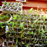 50PCS Yellow Fresh Bamboo Seeds - Fargesia / Borinda Fungosa