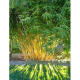 50PCS Yellow Fresh Bamboo Seeds - Fargesia / Borinda Fungosa