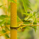 50PCS Yellow Fresh Bamboo Seeds - Fargesia / Borinda Fungosa