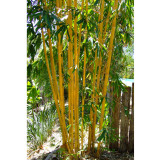 50PCS Yellow Fresh Bamboo Seeds - Fargesia / Borinda Fungosa