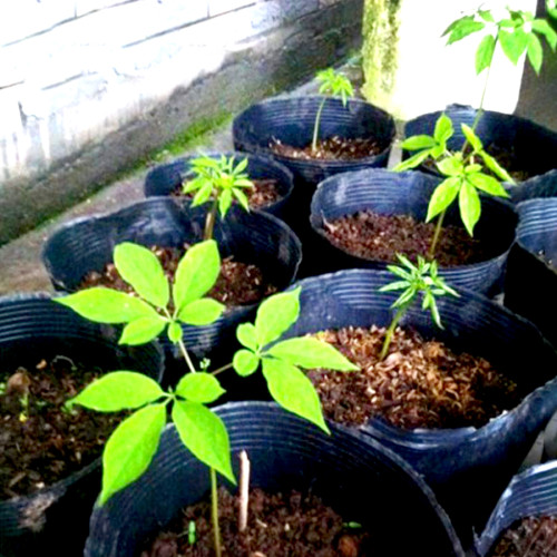 10PCS Chinese/korean Panax Ginseng Seeds Asian Fresh for Planting Nutrition