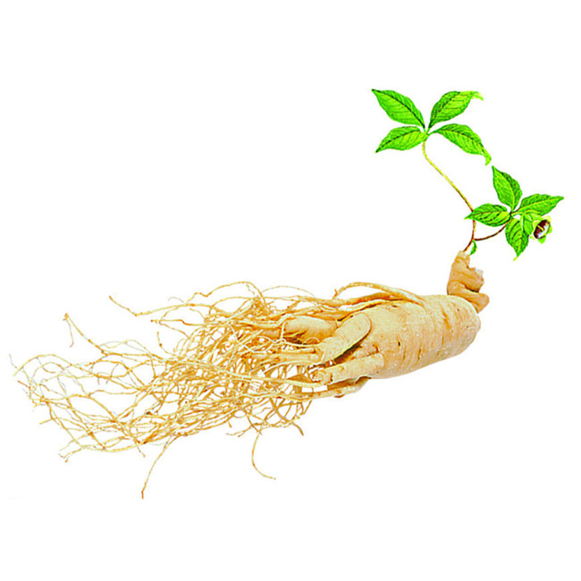 10PCS Chinese/korean Panax Ginseng Seeds Asian Fresh for Planting Nutrition