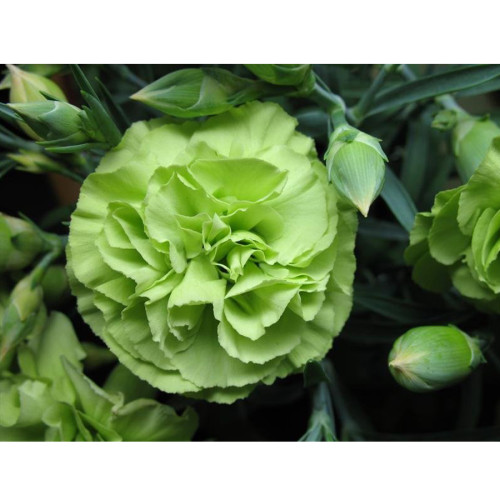 200PCS Carnation 'CFPC Jade' Green Dianthus Caryophyllus Flower Seeds