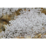 3PCS Conospermum incurvum - Plume smokebush Seeds