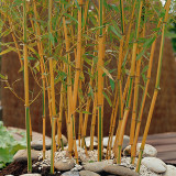 50PCS Yellow Fresh Bamboo Seeds - Fargesia / Borinda Fungosa
