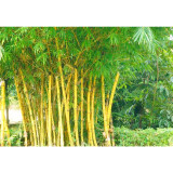 50PCS Yellow Fresh Bamboo Seeds - Fargesia / Borinda Fungosa