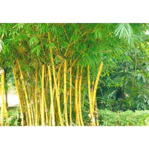 50PCS Yellow Fresh Bamboo Seeds - Fargesia / Borinda Fungosa