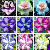 100 pcs/bag Rare african violet seeds, bonsai flower seeds, garden flowers violet seeds perennial herb plant pot for home garden