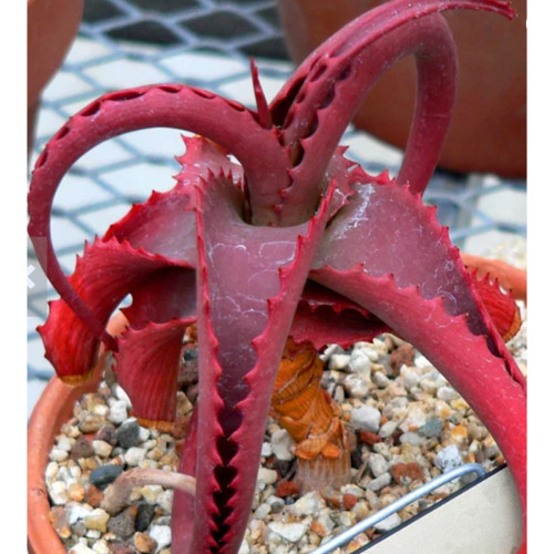 ALOE vanbalenii 2PCS Seeds