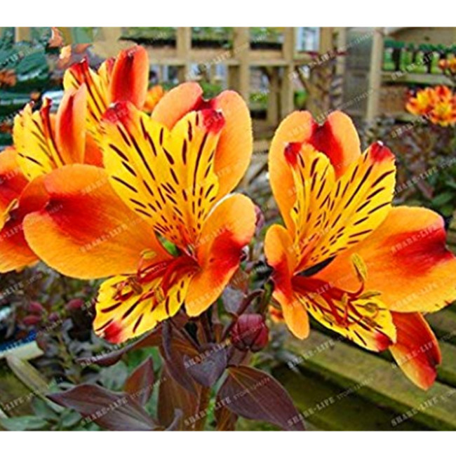 100 Seeds Alstroemeria seeds Peruvian Lily Alstroemeria Inca Bandit Princess lily