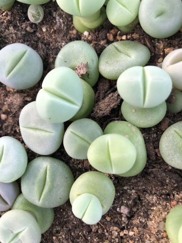 1-1.5CM Kermit Dinteranthus Green Lithop Bulbs Seedlings