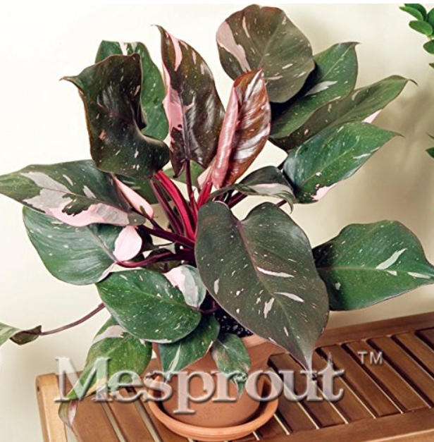 20/50/100pcs/bag Philodendron Erubescens Seeds DL345C