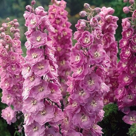 50PCS Pinkish Light Purple Delphinium Flowers Seeds