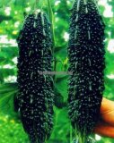 Black Pearl Bitter Vegetables Seeds 10PCS