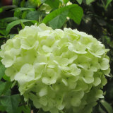 Light Green Hydrangea Flowers Seeds 120PCS