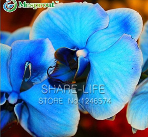 100 Blue Butterfly Orchid Seeds