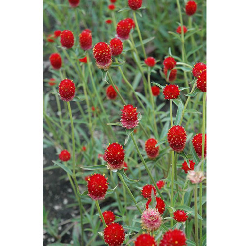30PCS Qis Red Gomphrena Seeds Globe Amaranth Flowers