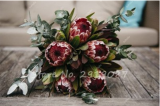 Mixed Fresh Rare Protea Cynaroides Seeds