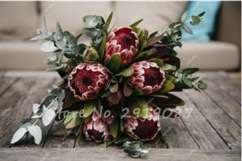 Mixed Fresh Rare Protea Cynaroides Seeds