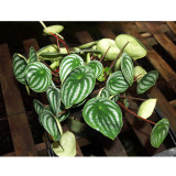 Peperomia sandersii Seeds 100PCS Piperaceae Watermelon Peperomia Evergreen Ornamental Plants