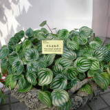 Peperomia sandersii Seeds 100PCS Piperaceae Watermelon Peperomia Evergreen Ornamental Plants
