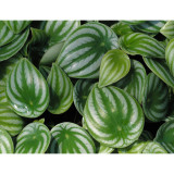 Peperomia sandersii Seeds 100PCS Piperaceae Watermelon Peperomia Evergreen Ornamental Plants