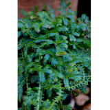 50PCS Selaginella Uncinata Seeds Rainbow Spikemoss