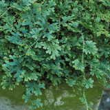 50PCS Selaginella Uncinata Seeds Rainbow Spikemoss