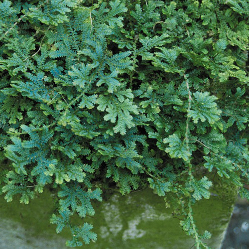50PCS Selaginella Uncinata Seeds Rainbow Spikemoss