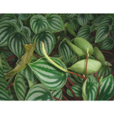 Peperomia sandersii Seeds 100PCS Piperaceae Watermelon Peperomia Evergreen Ornamental Plants