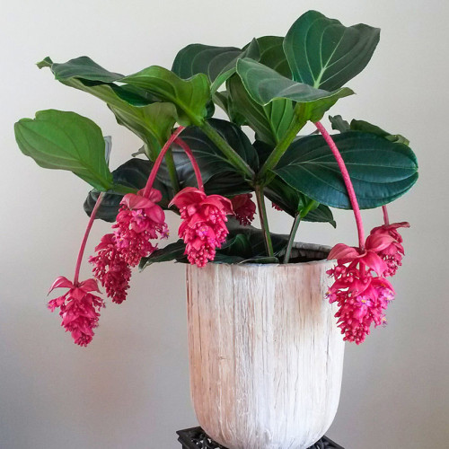 Medinilla Magnifica Seeds 30PCS Showy Medinilla Perennial Shrub Rose Grape Flowering Plants Philippine Orchid