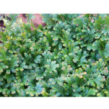 50PCS Selaginella Uncinata Seeds Rainbow Spikemoss