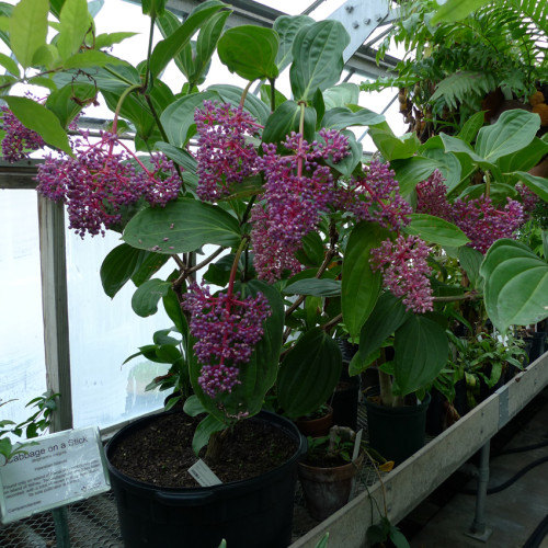 Medinilla Magnifica Seeds 30PCS Showy Medinilla Perennial Shrub Rose Grape Flowering Plants Philippine Orchid