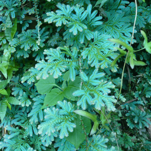 50PCS Selaginella Uncinata Seeds Rainbow Spikemoss