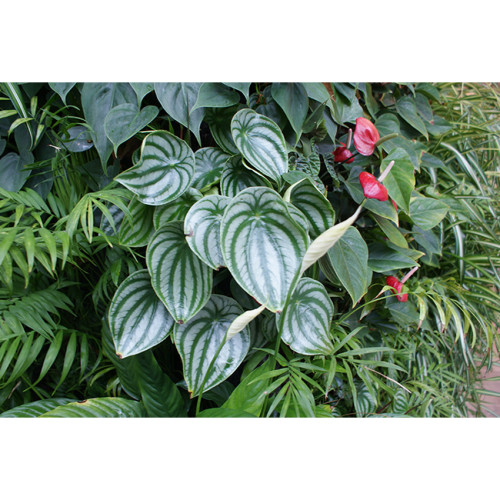 Peperomia sandersii Seeds 100PCS Piperaceae Watermelon Peperomia Evergreen Ornamental Plants