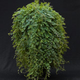 50PCS Selaginella Uncinata Seeds Rainbow Spikemoss