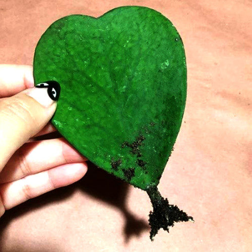 Hoya kerrii Seeds December orchid Family Bonsai Garden Supplies 100 Seeds