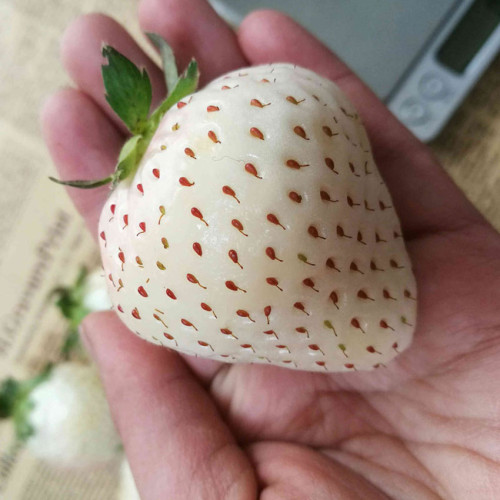 White Strawberry Seeds The Hottest Fruits in Japan 100PCS/pack
