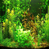 Aquarium Grass Seeds Water Aquatic Plant Seeds (Mix Included 15 Kinds) 1000PCS/pack