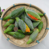 Alocasia Elephant Ear Seeds Taro 'Black Velvet' (Alocasia reginula) -20PCS/pack