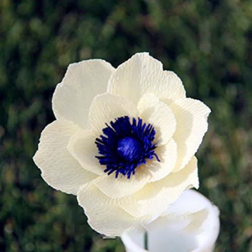 50 Seeds Japanese Anemone Flower Seeds Planting Office Miniplants