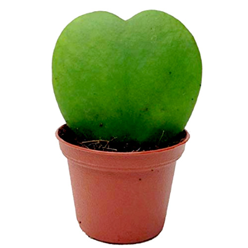 Hoya kerrii Seeds December orchid Family Bonsai Garden Supplies 100 Seeds