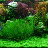 Aquarium Grass Seeds Water Aquatic Plant Seeds (Mix Included 15 Kinds) 1000PCS/pack