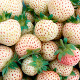 White Strawberry Seeds The Hottest Fruits in Japan 100PCS/pack