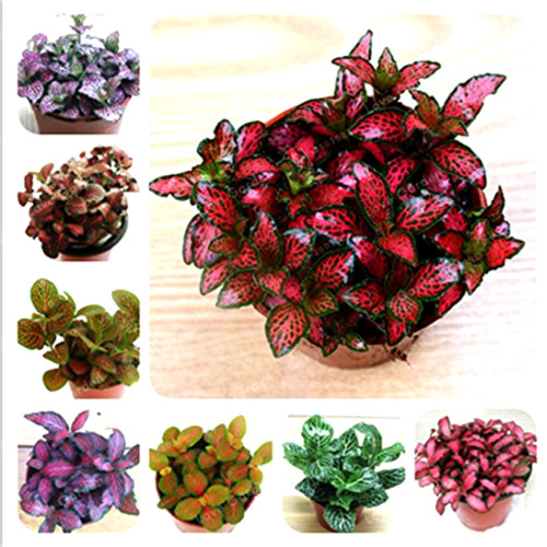 100 Seeds Fittonia verschaffeltii Seeds Mini Easy Planting Fun Indoor Flower Pots Seeds MIX