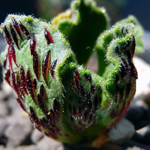 Aeonium smithii Succulent Plant Seeds Smith’s Giant Houseleek 20PCS/pack  DL357C