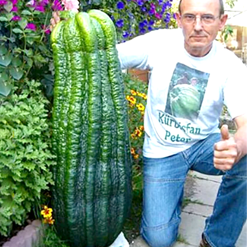 TurkeyGiantCucumberSeeds50PCS/pack
