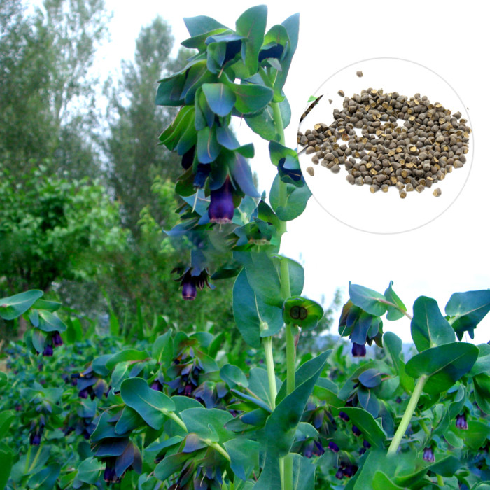 US$ 1.82 - BELLFARM Honeywort Blue Shrimp Plant Seeds Blue Wax Flowers  'Purpurascens' Cerinthe Major Garden High Germination -20PCS/pack -  www.deargogo.com
