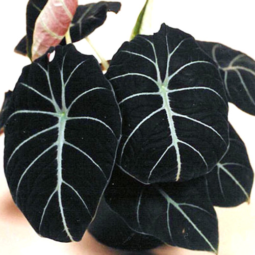 Alocasia Elephant Ear Seeds Taro 'Black Velvet' (Alocasia reginula) -20PCS/pack