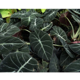 Alocasia Elephant Ear Seeds Taro 'Black Velvet' (Alocasia reginula) -20PCS/pack